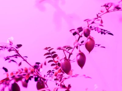 minearc biora plant growth